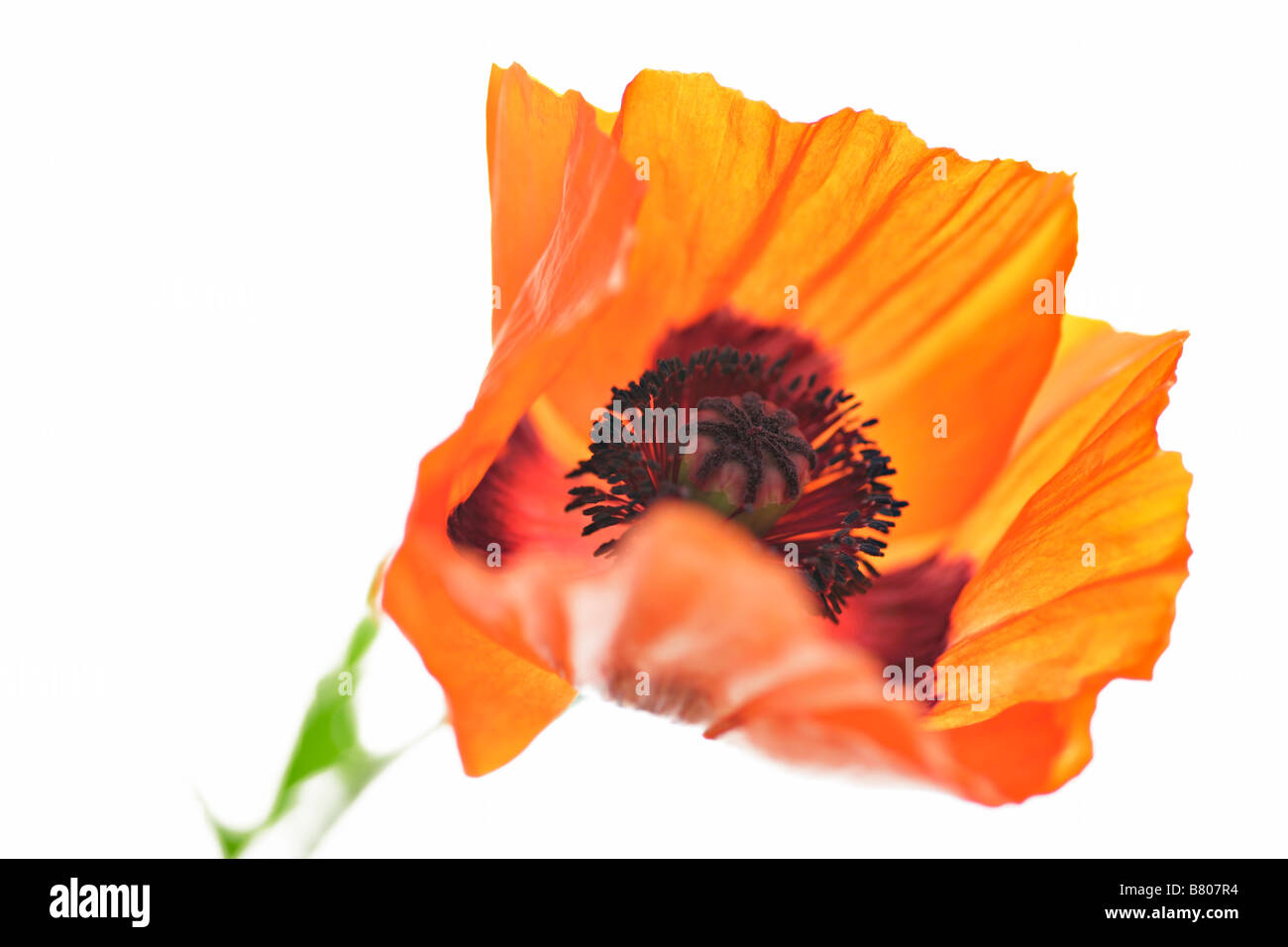 Perennials poppy Cut Out Stock Images & Pictures - Alamy