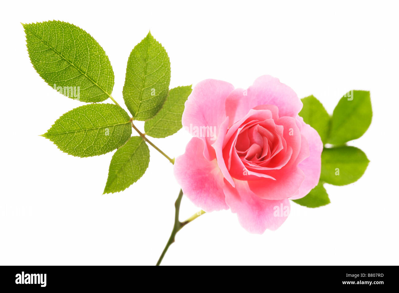 Pink rose hi-res stock photography and images - Alamy