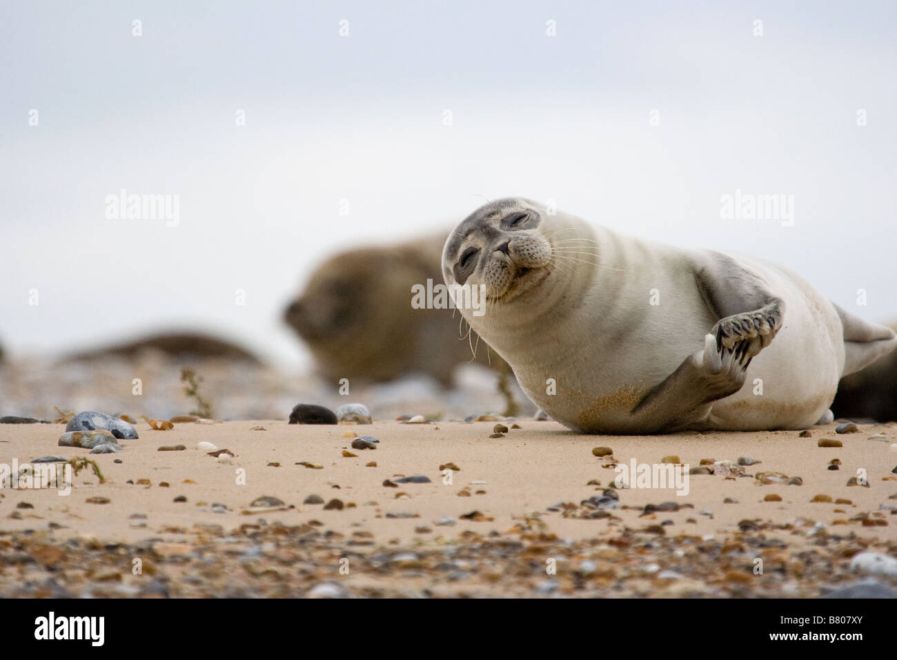 Seal clapping hires stock photography and images Alamy