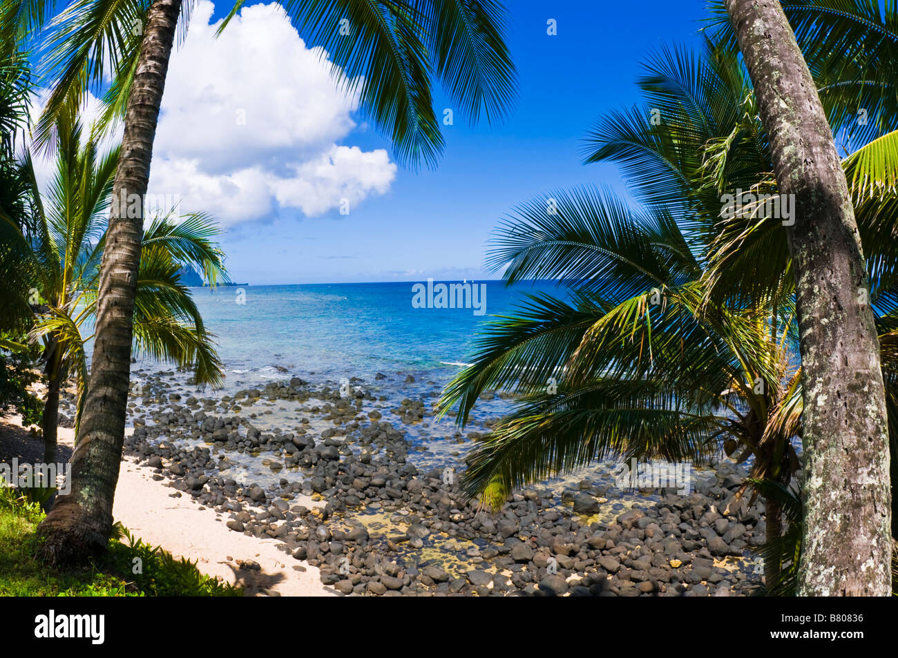 Coconut palms and blue Pacific waters at Hideaways Beach Princeville