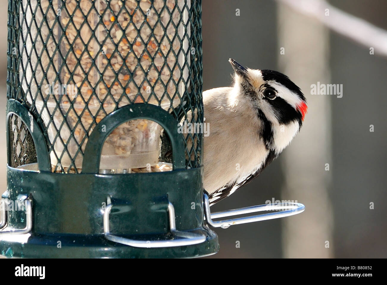 A male Downy Woodpecker at a bird feeder. Closeup. Oklahoma, USA. Stock Photo