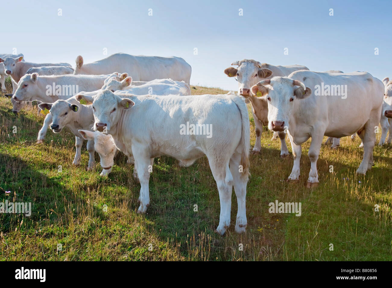 COWS AND CALVES Stock Photo