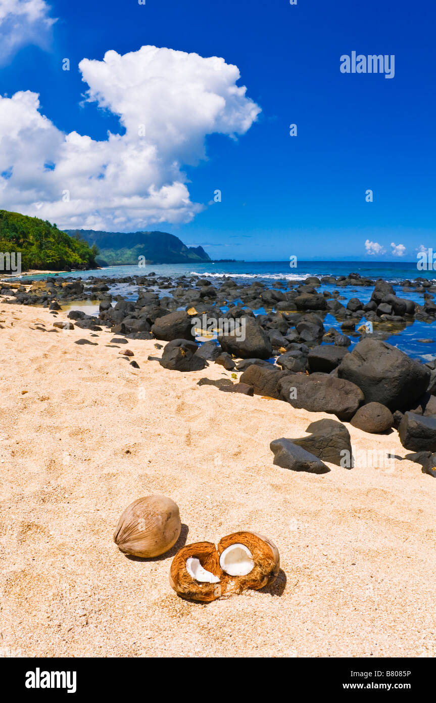 Coconuts on Hideaways Beach Princeville Island of Kauai Hawaii Stock