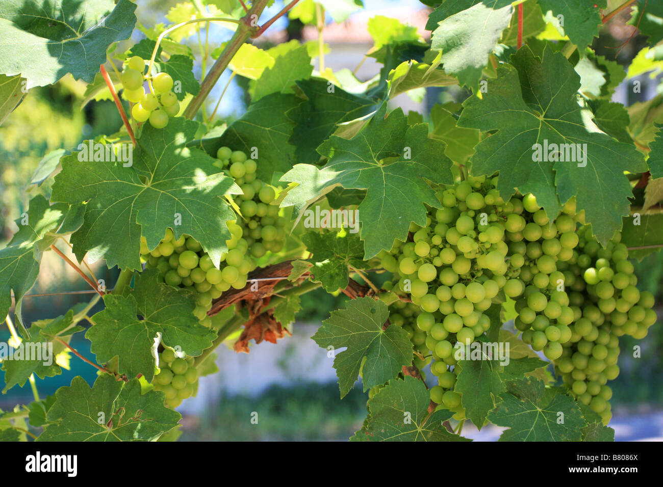 Grapes farming hires stock photography and images Alamy
