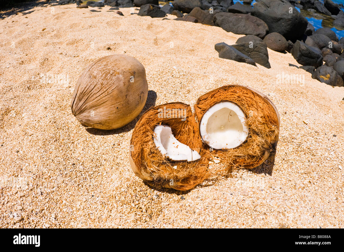 Coconuts hideaways beach hires stock photography and images Alamy