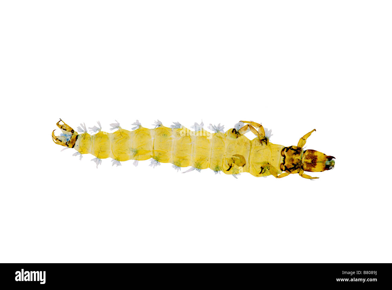 Caddisfly larva (Rhyacophilla sp Stock Photo Alamy