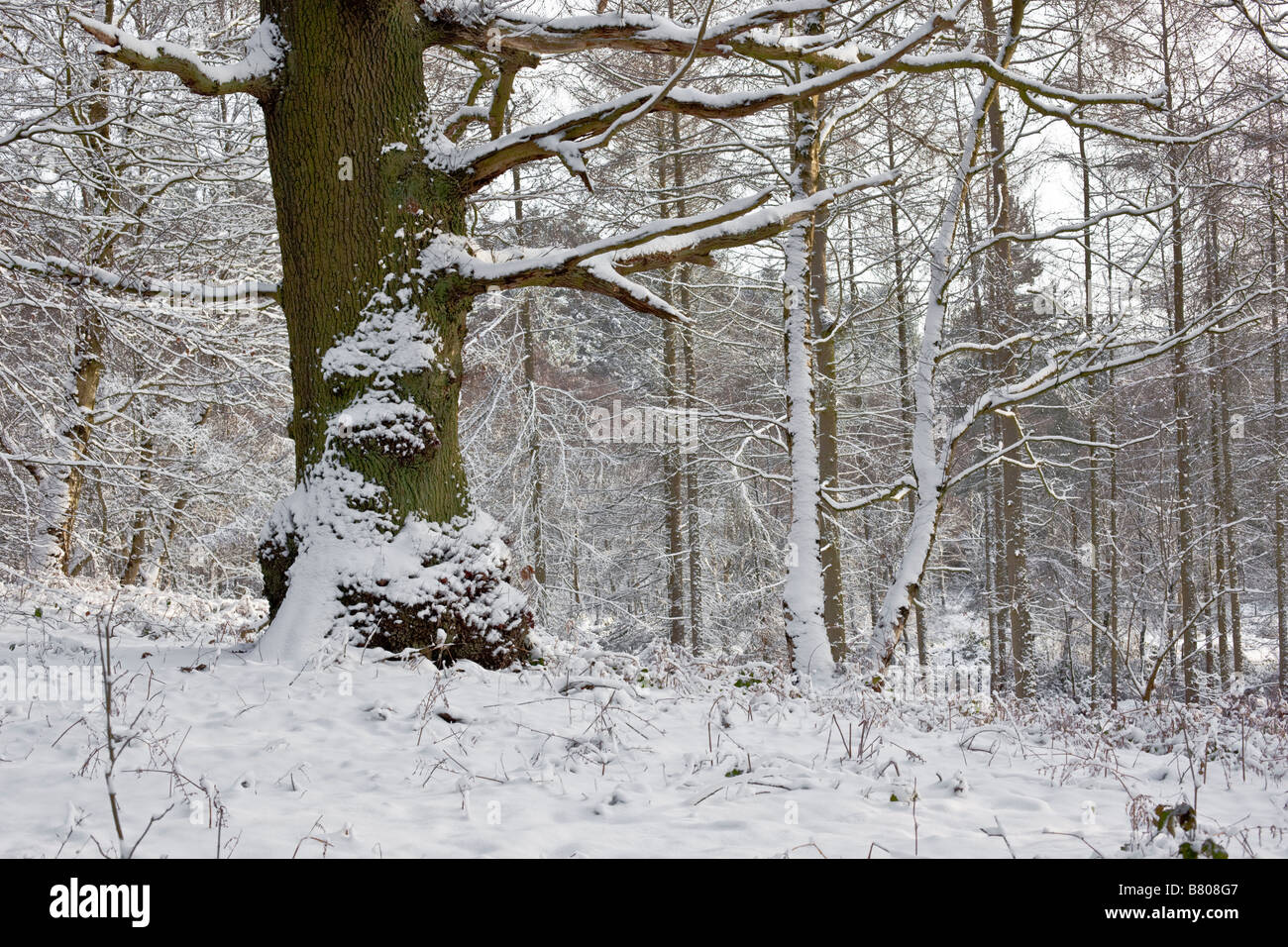 Thick oak tree standing in Snowy Scene Stock Photo - Alamy
