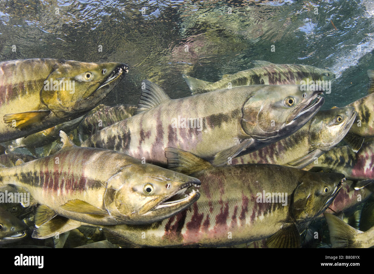 Chum Salmon Oncorhynchus keta migrating up river to spawn Juneau Alaska