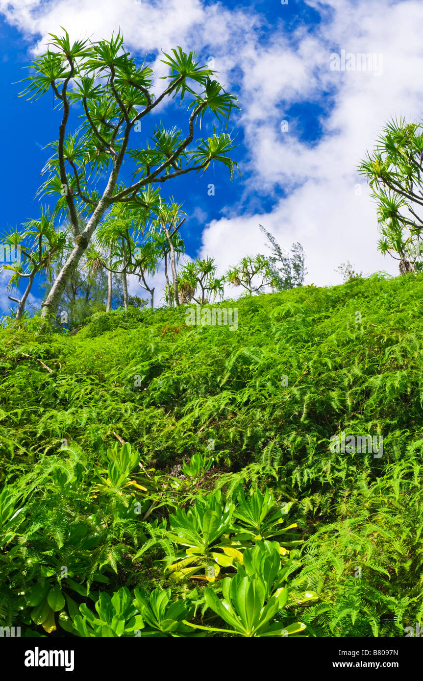 big island hapu forest big island hapu forest