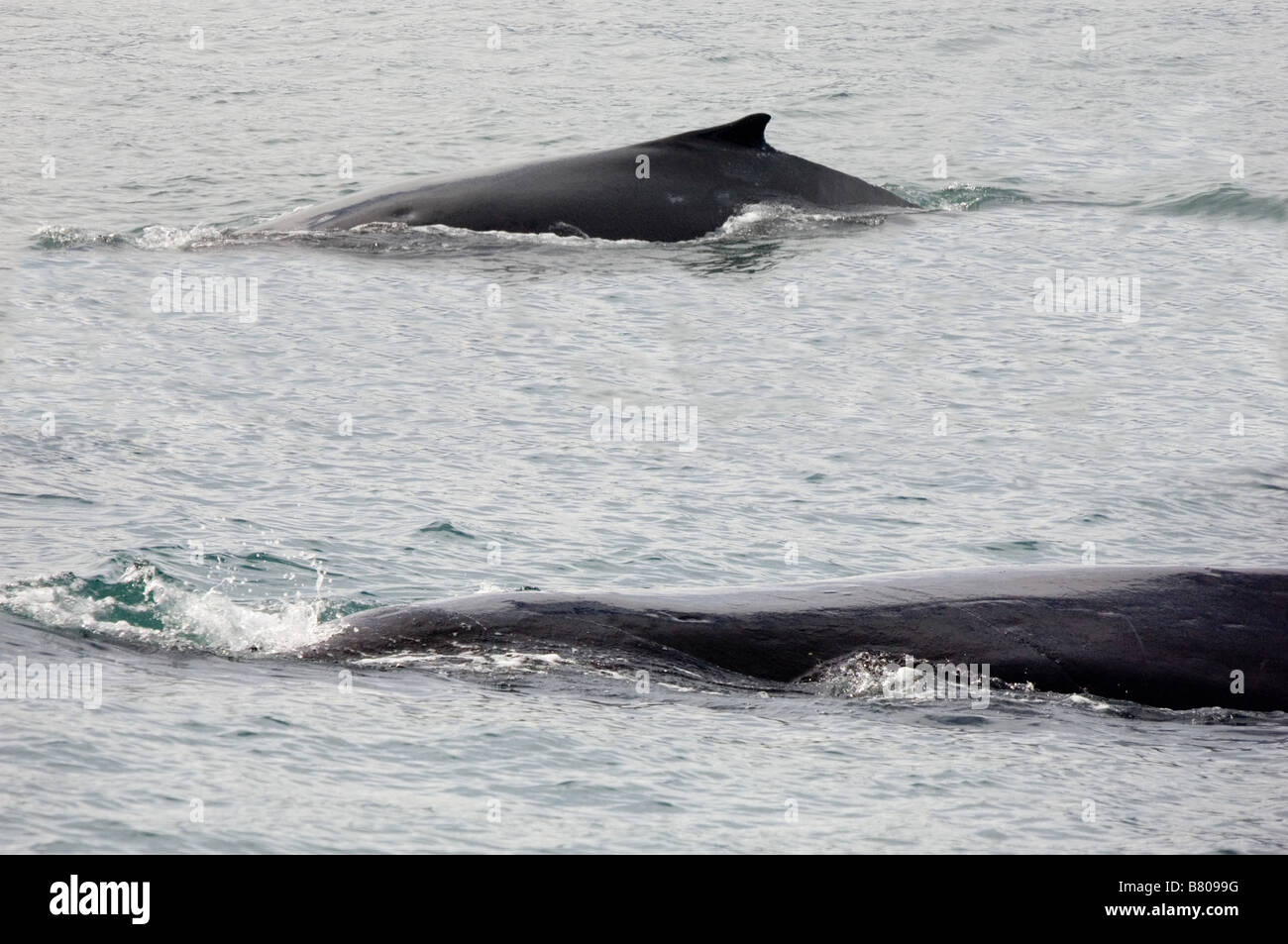 Whales in Alaska Stock Photo Alamy