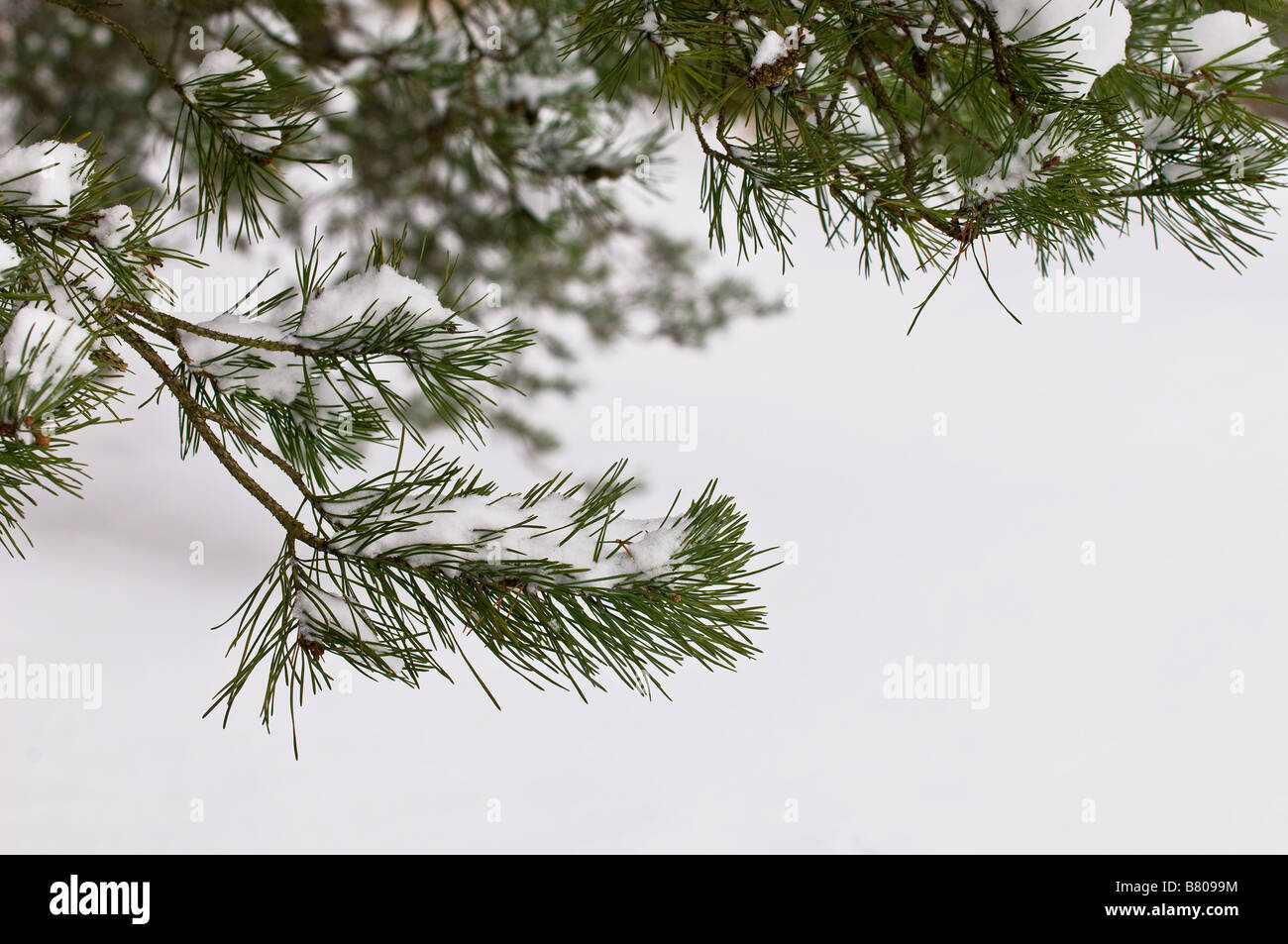 Snow on a Pine Tree branch Stock Photo - Alamy