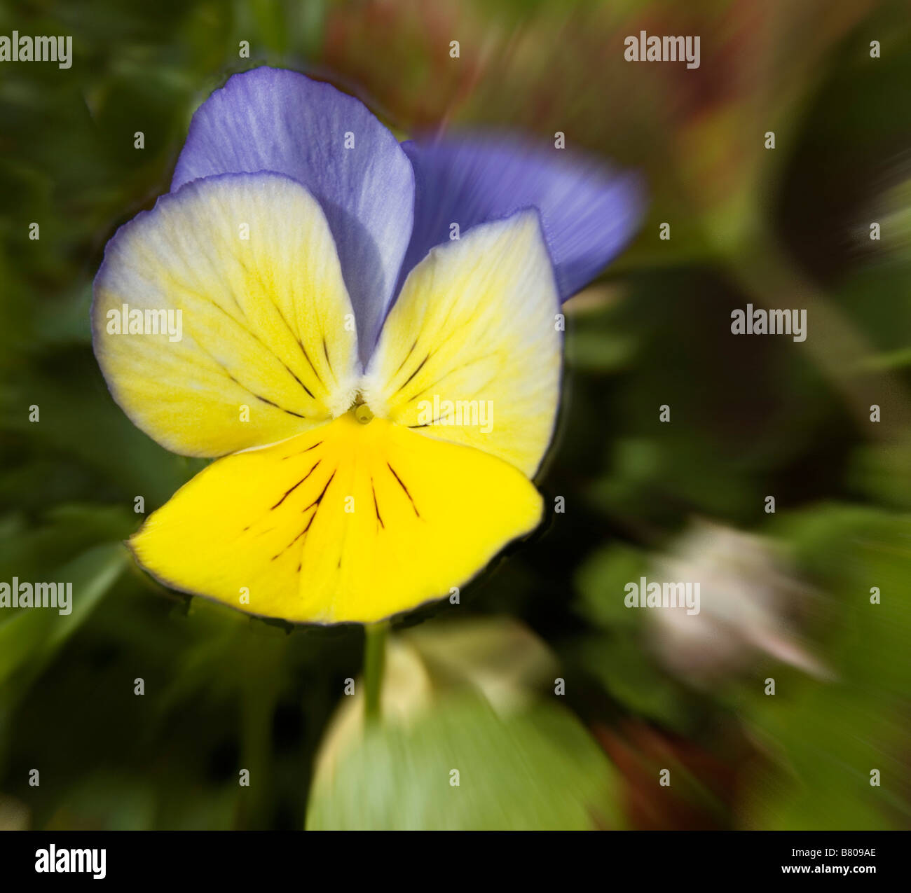 Pansy in Bloom Stock Photo Alamy