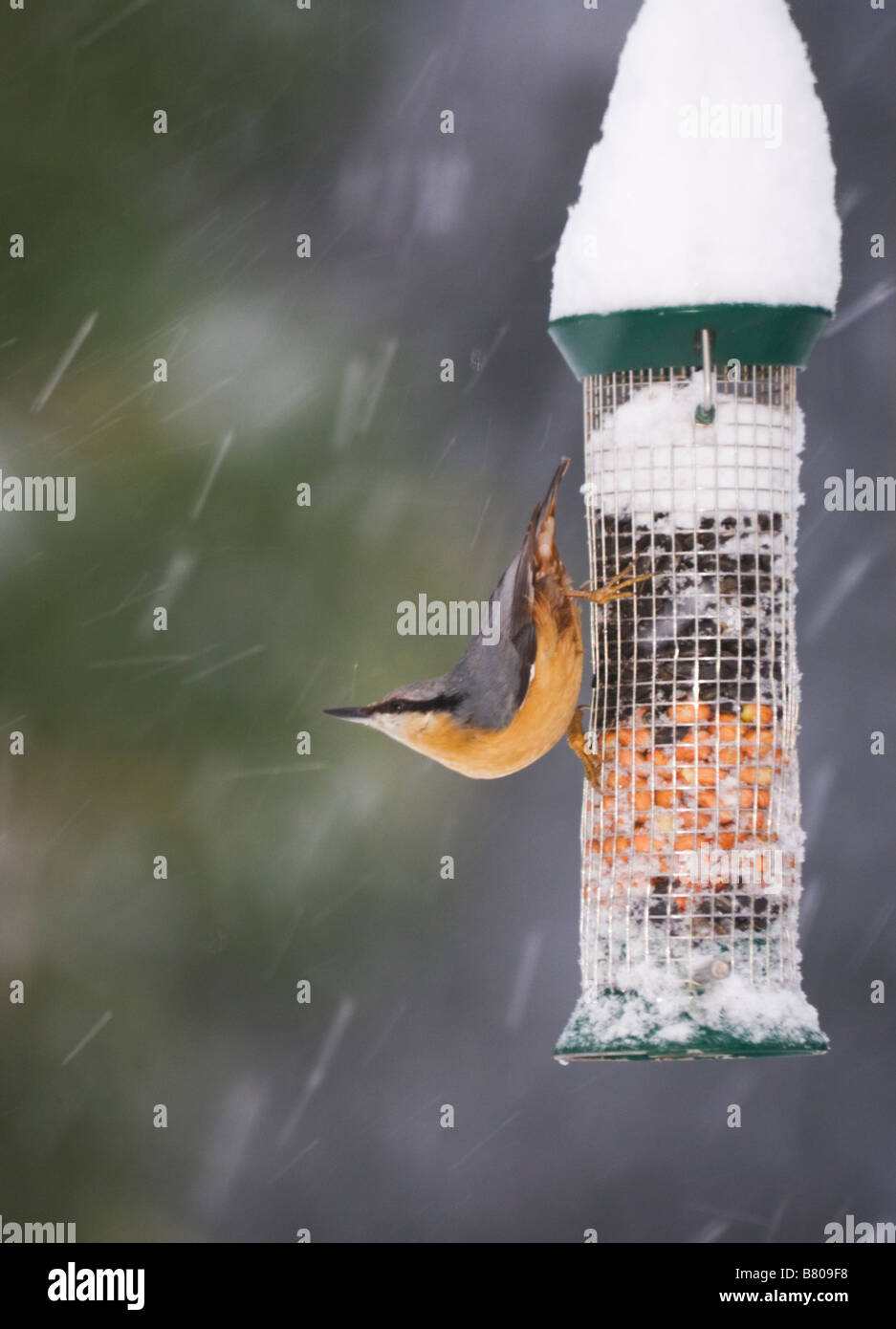 Nuthatch (Sitta europaea) on a bird feeder in winter in the snow, Surrey, UK Stock Photo