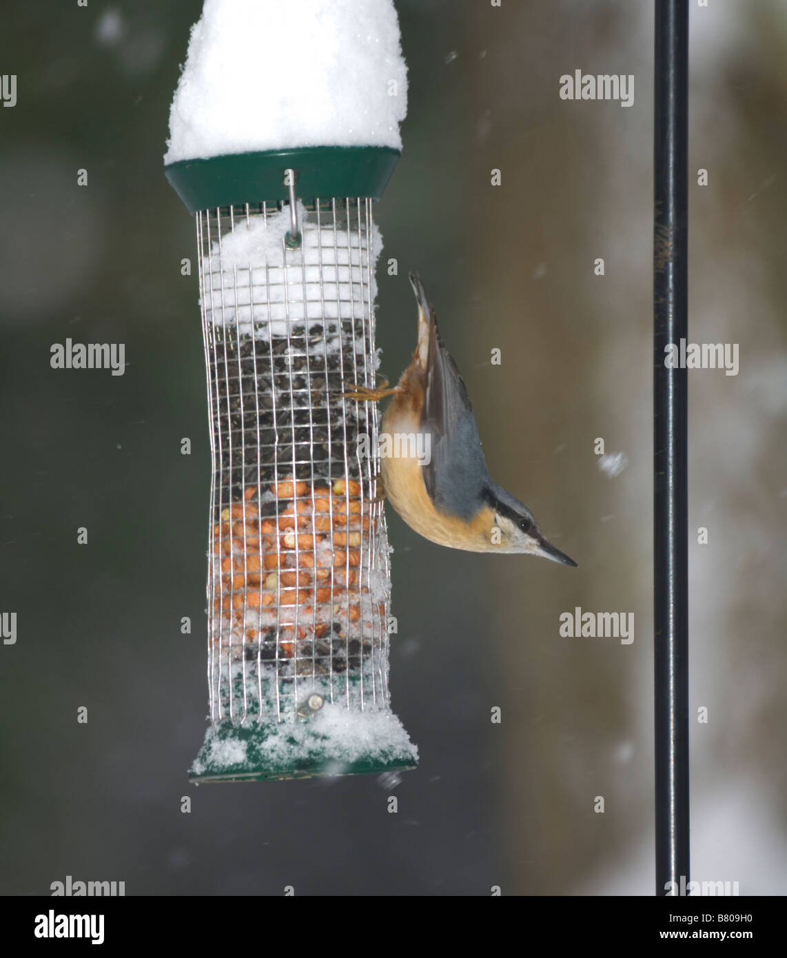 Nuthatch (Sitta europaea) on a bird feeder in winter in the snow, Surrey, UK Stock Photo