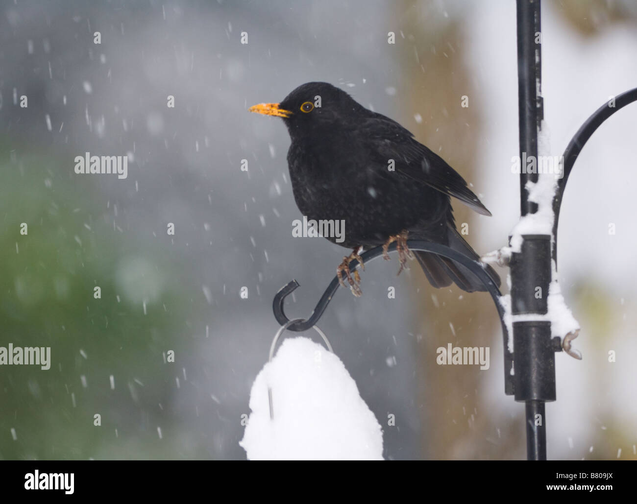 Blackbird (Turdus merula) in the snow, Surrey, UK Stock Photo