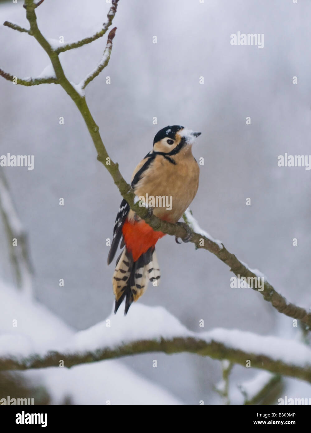 Great Spotted Woodpecker (Dendrocopos major) perched on a twig in the snow, Surrey, UK Stock Photo