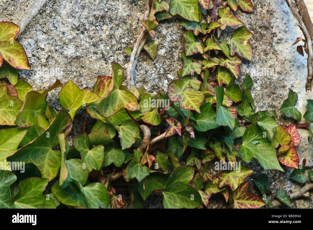Green ivy climbing up a stone wall Stock Photo Alamy
