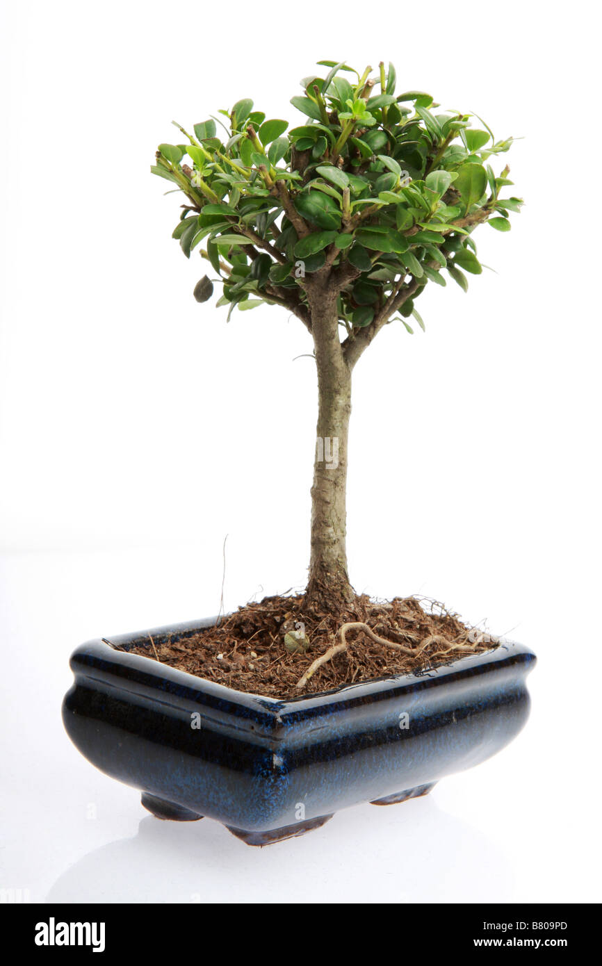 Bonsai tree isolated on white, pure and clean Stock Photo Alamy