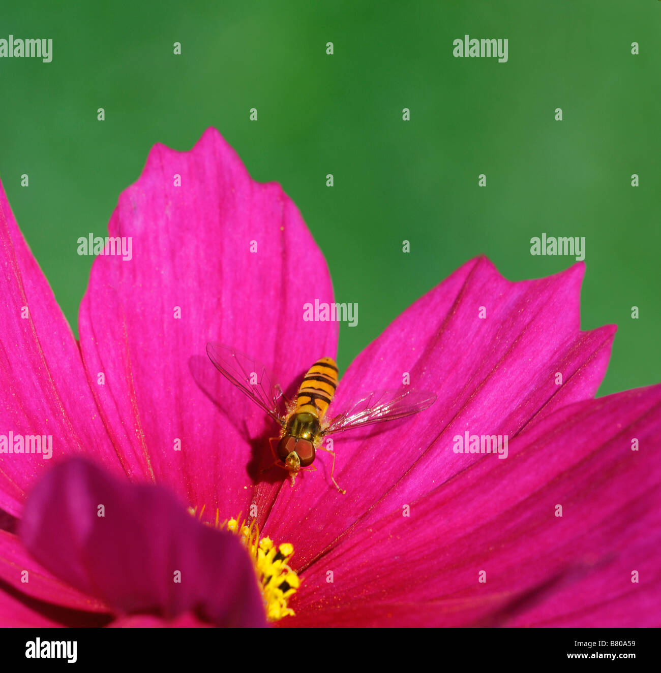 Bee Landing On A Flower High Resolution Stock Photography and Images ...