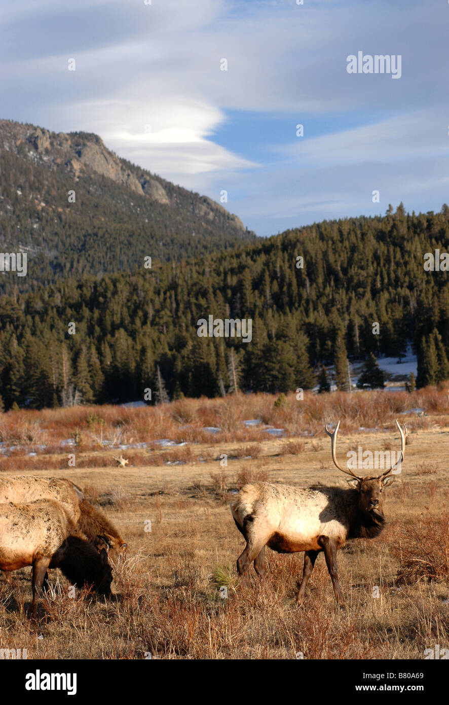 Elk in the Rocky Mountain National Park, Colorado Stock Photo - Alamy