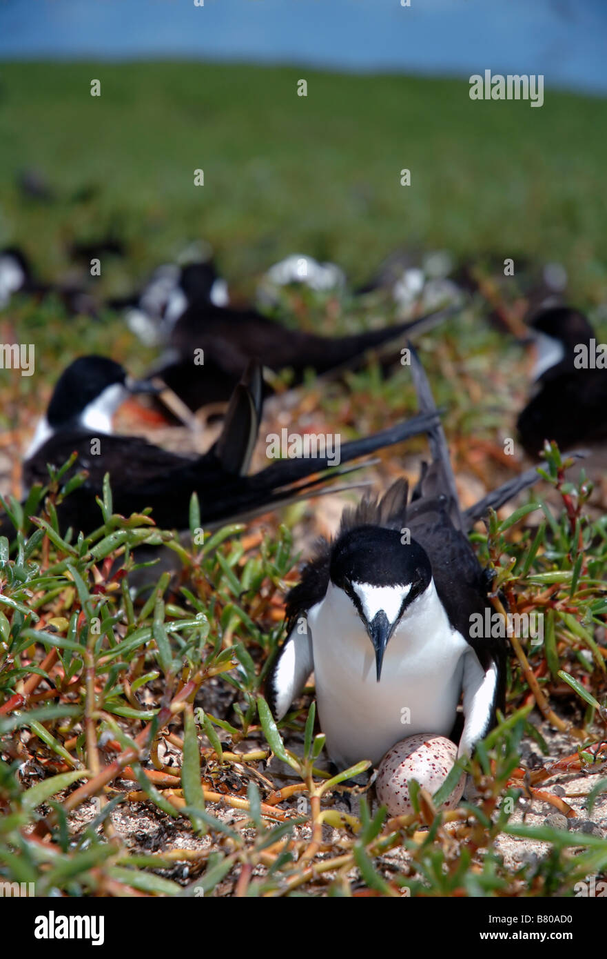 Sooty tern (Sterna fuscata) on egg, Michaelmas Cay National Park, Great Barrier Reef Marine Park, Queensland, Australia Stock Photo