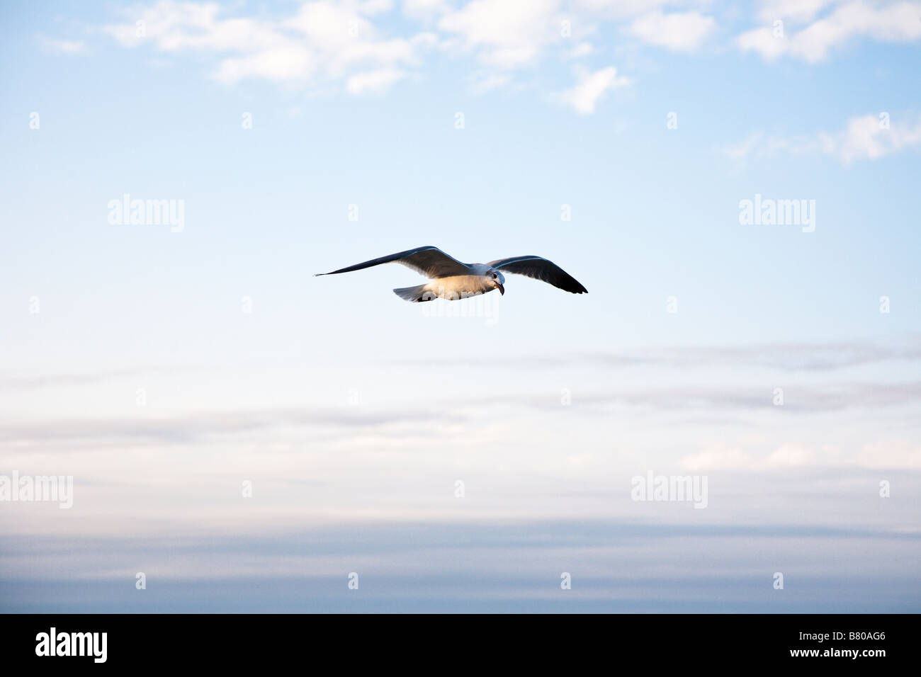 Seagull flying across blue sky Stock Photo