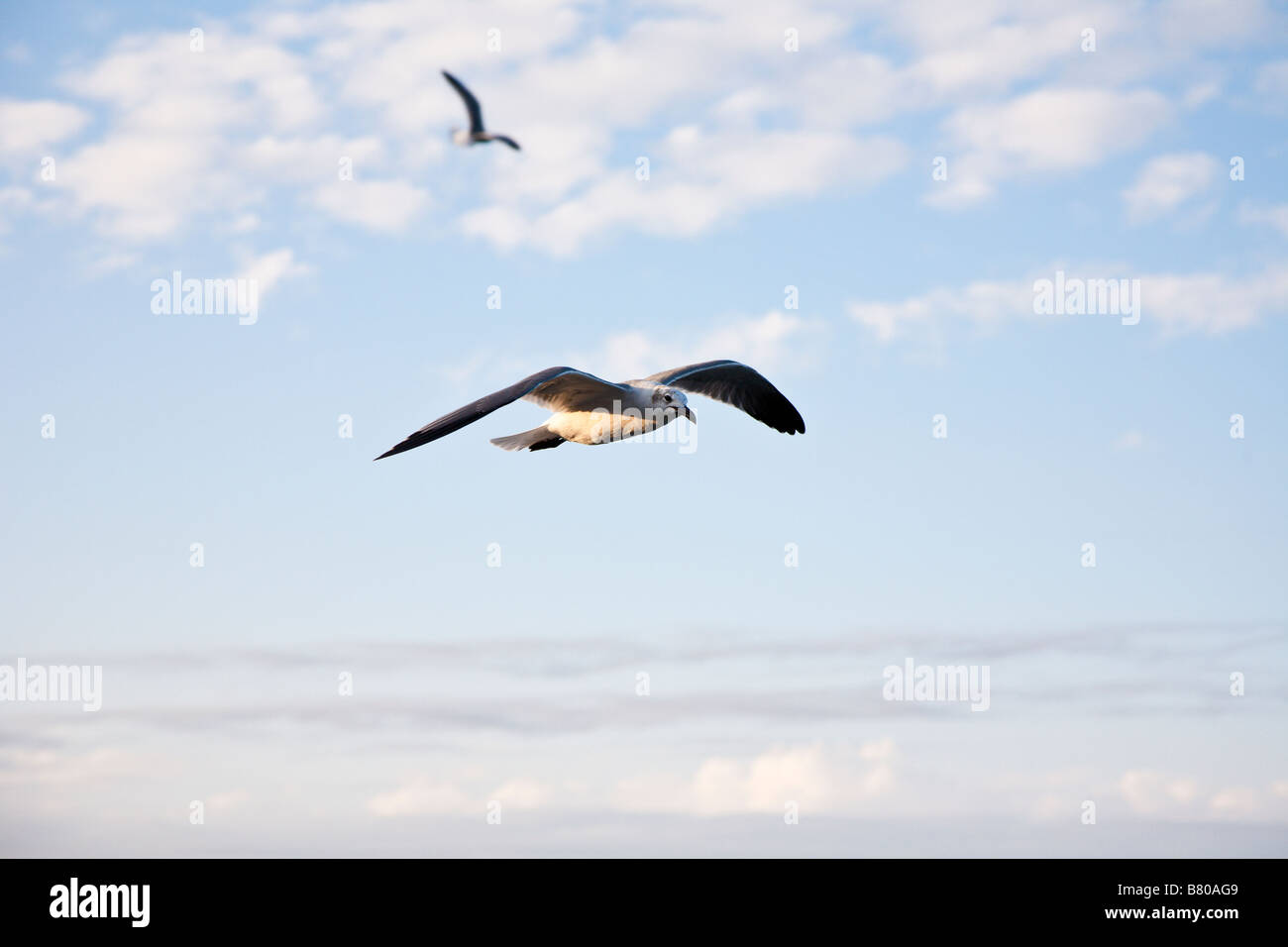 Two seagulls flying across blue sky Stock Photo