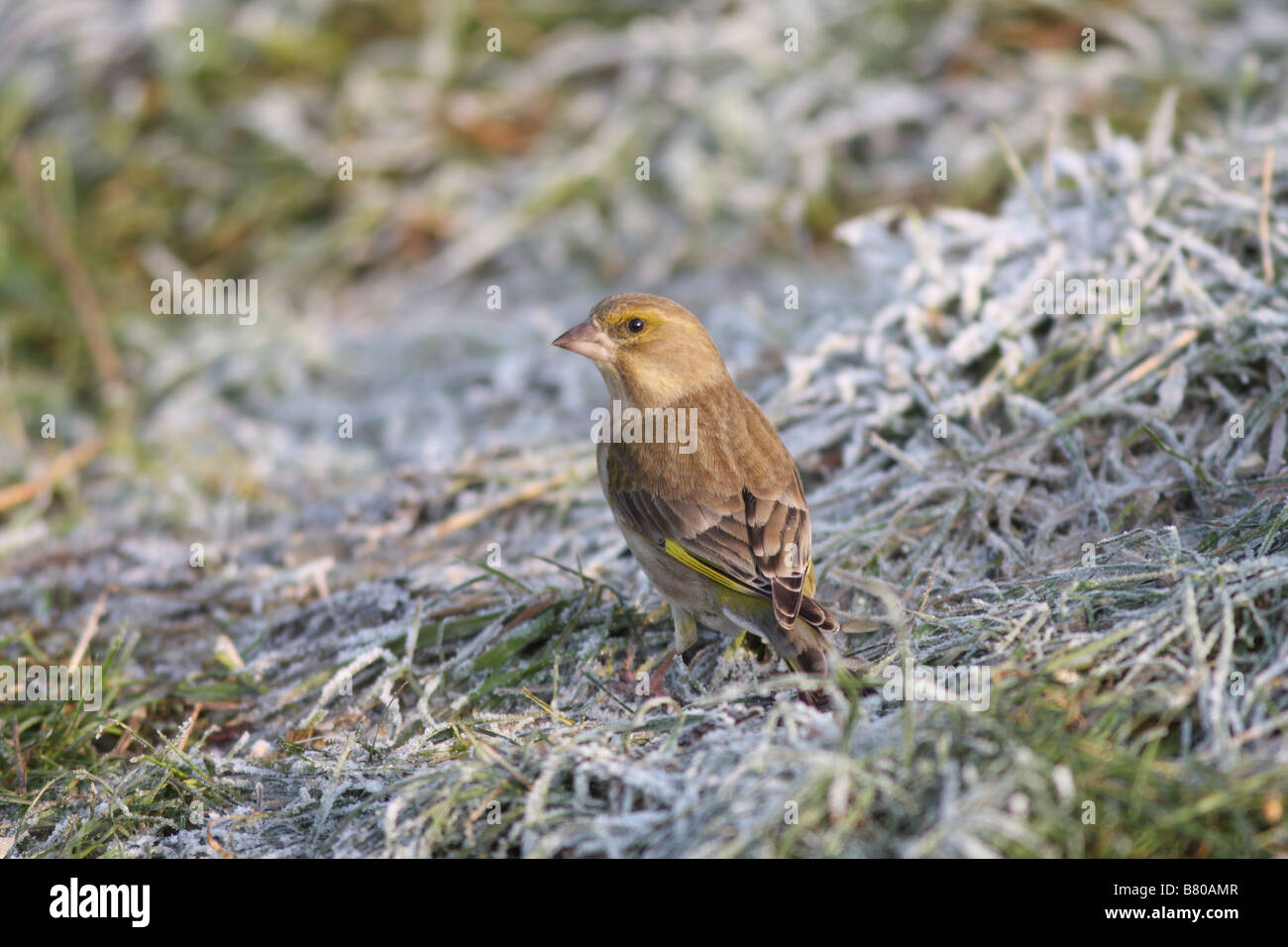 Female Greenfinch on frosty grass in January Stock Photo