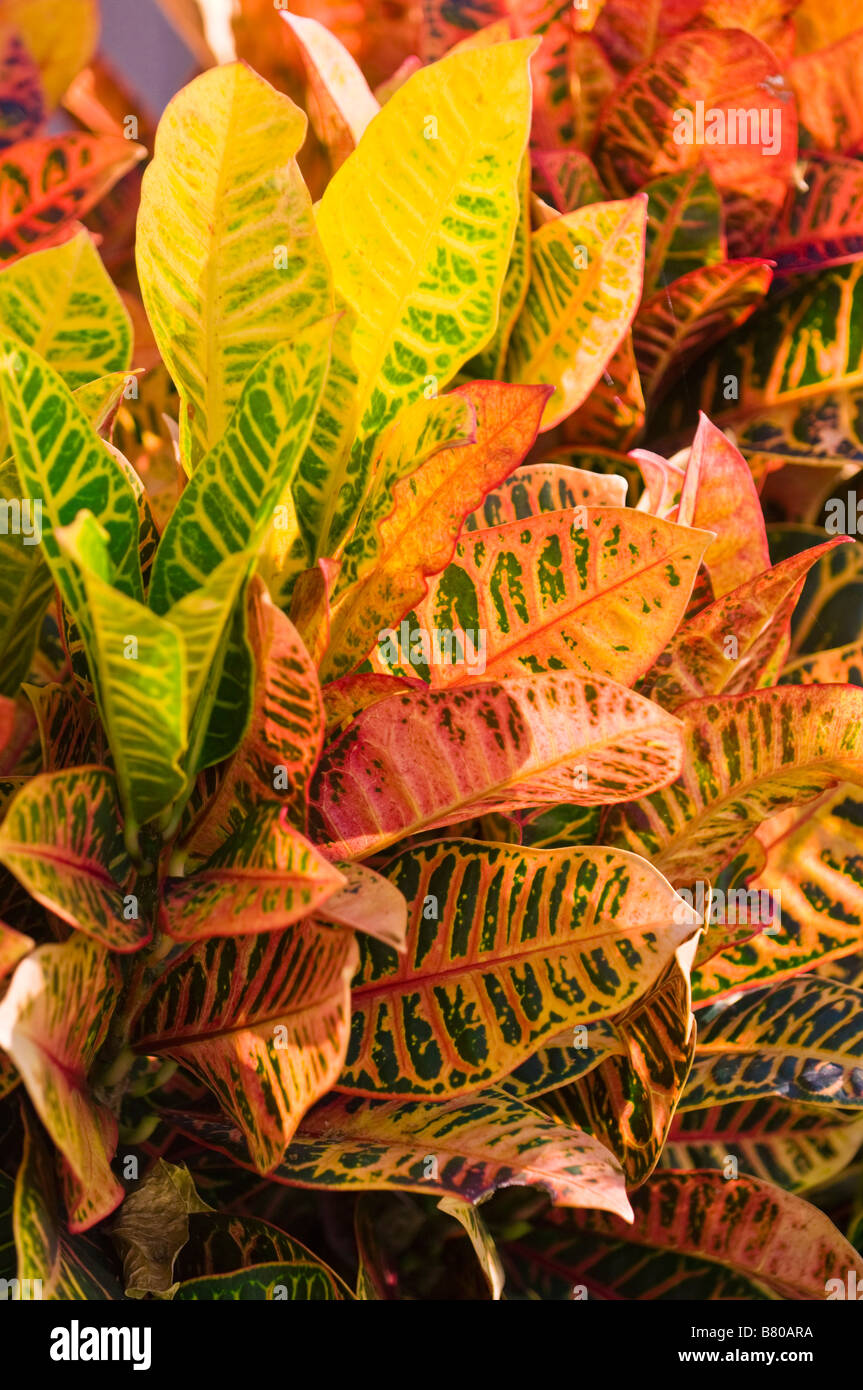 Tropical foliage hawaii hi-res stock photography and images - Alamy