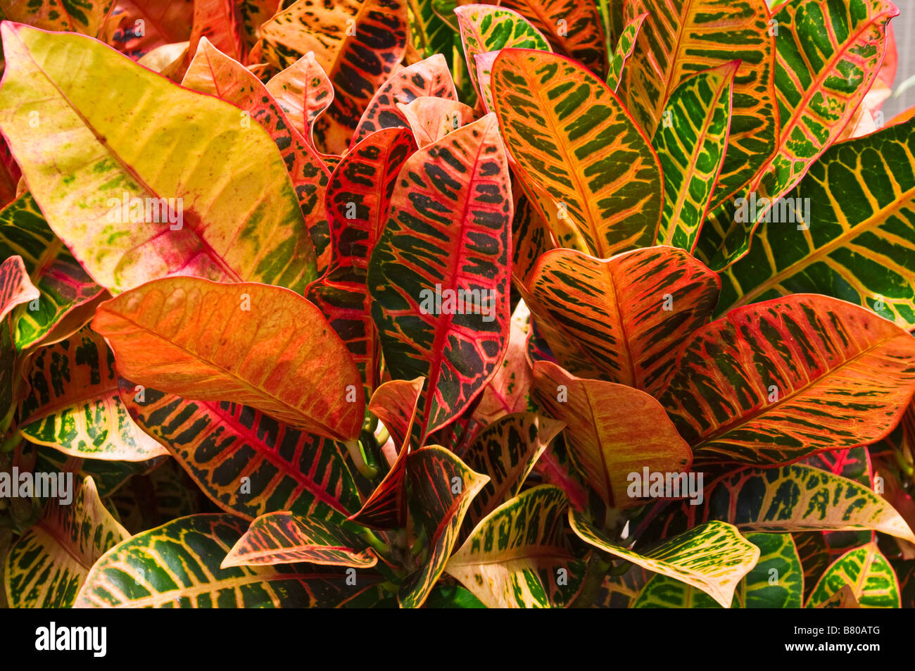 Tropical foliage Island of Kauai Hawaii Stock Photo