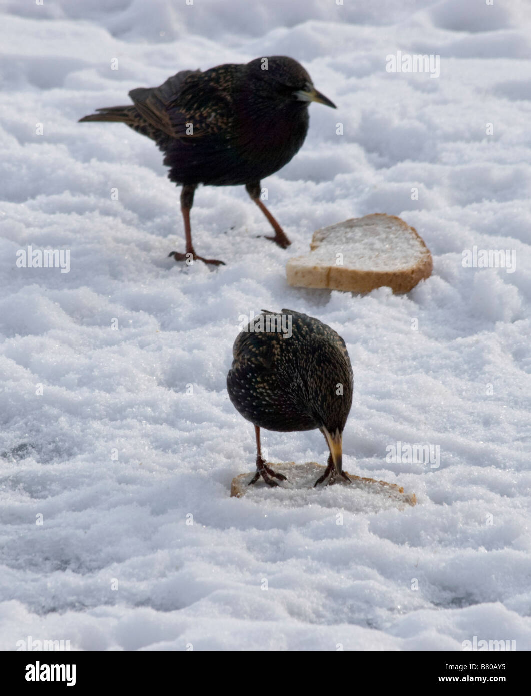Starlings eat bread left on the snow in New York Stock Photo Alamy