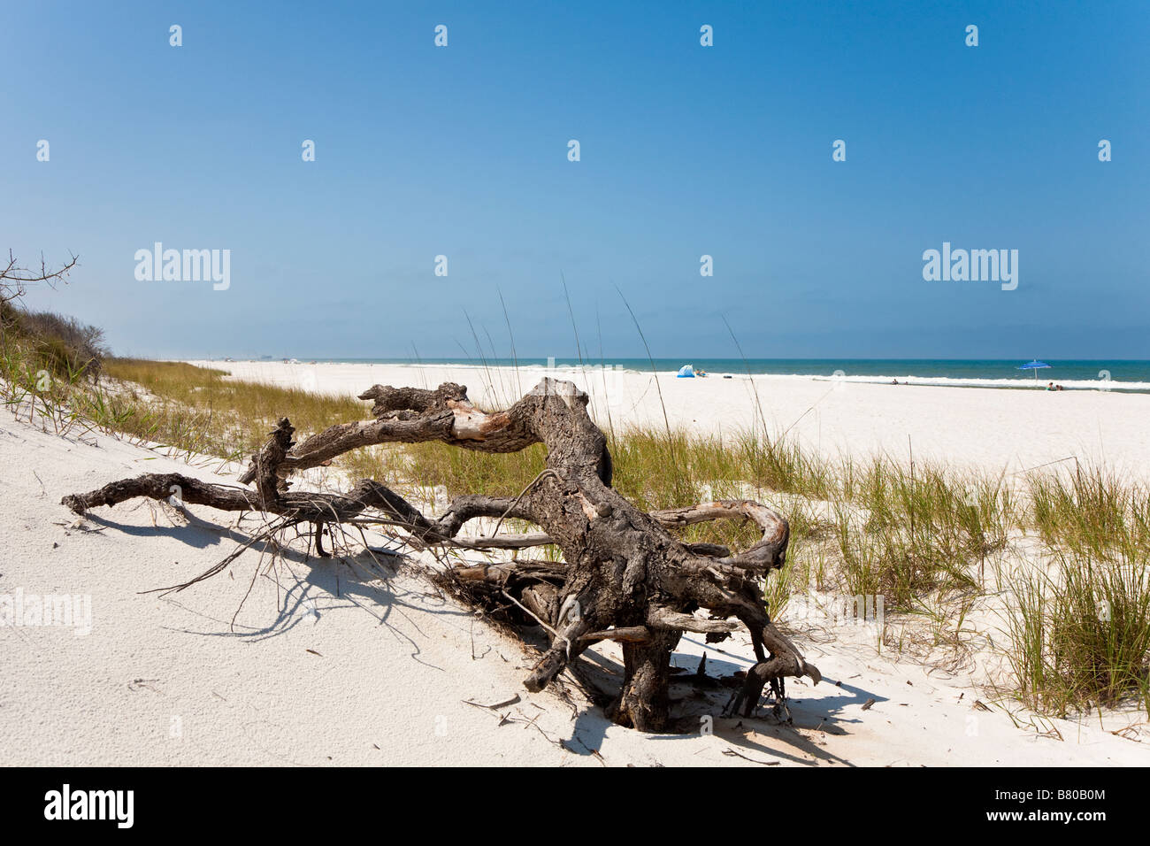 Driftwood against seagrass covered sand dunes on beach at St Joseph