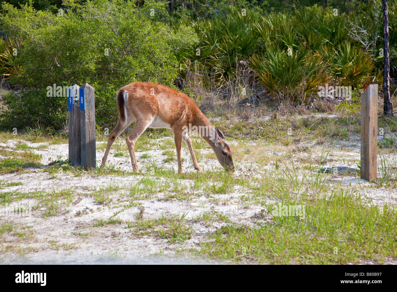 White Tail Deer Foraging For Food At Public Campground In St