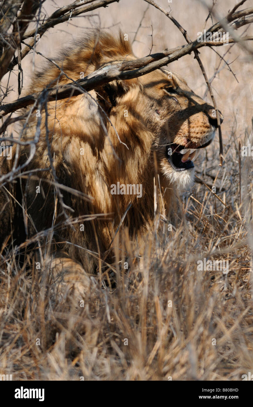 Lion main hi-res stock photography and images - Alamy