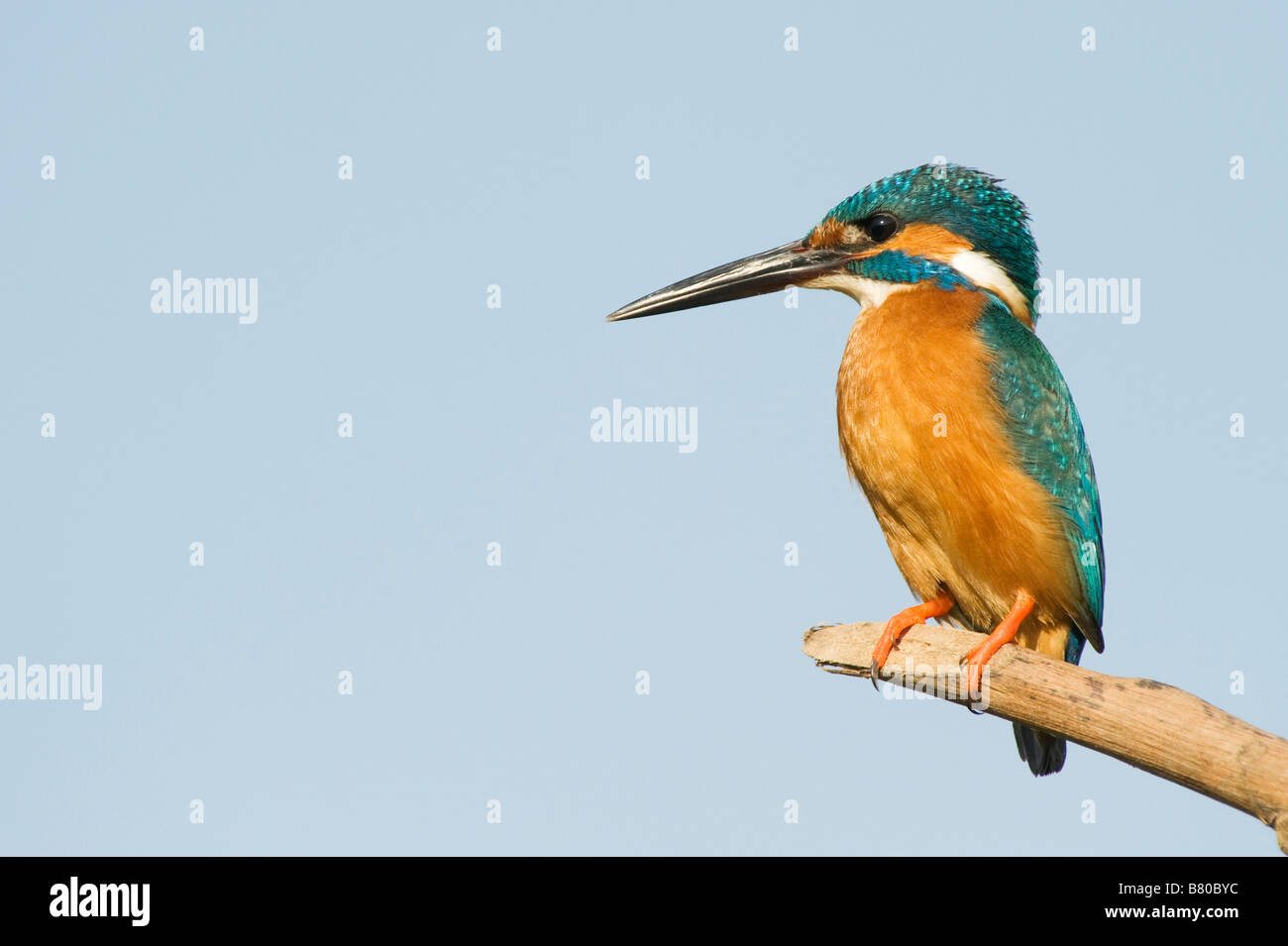 Water birds of india hi-res stock photography and images - Alamy
