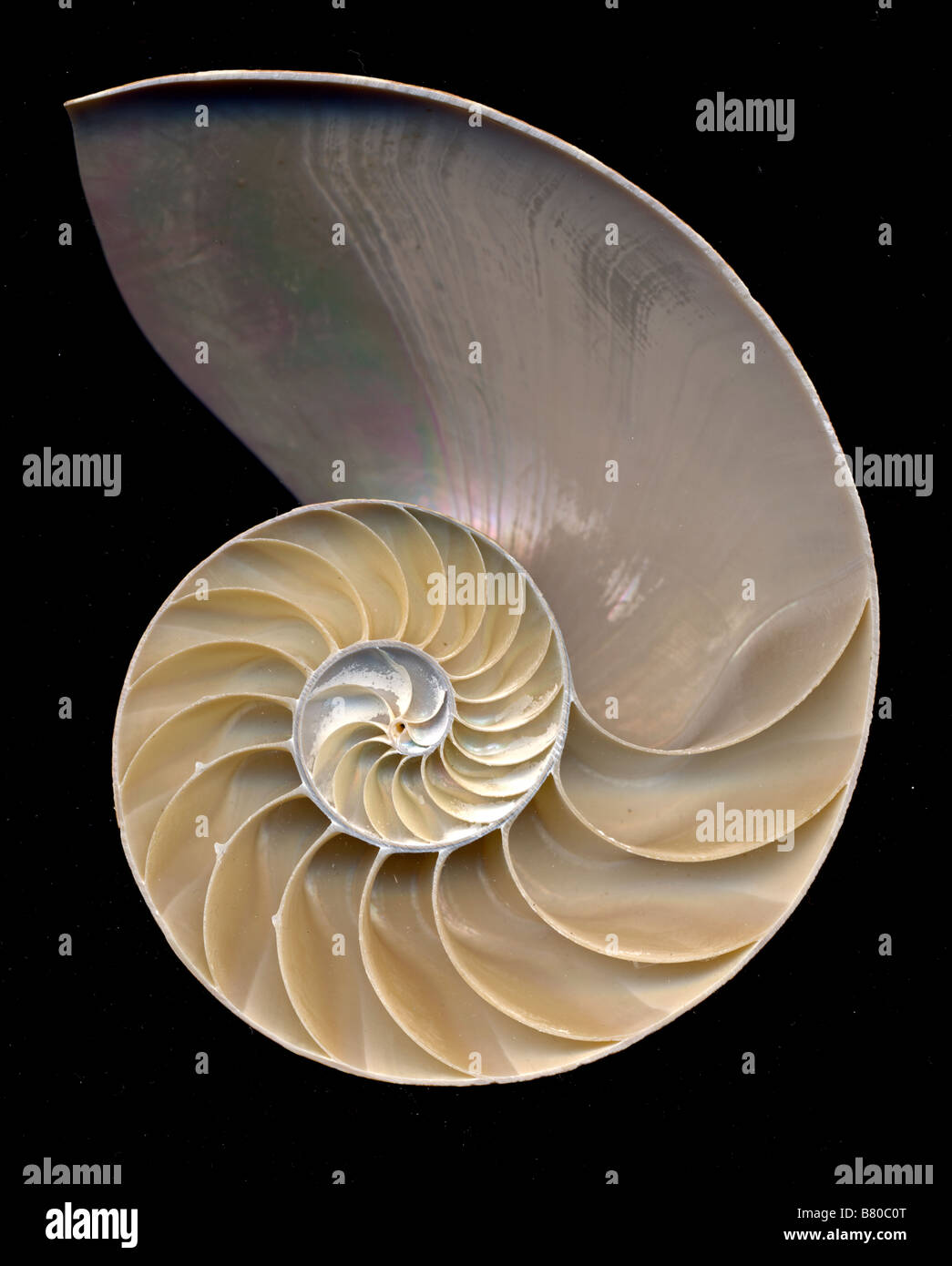 Pearly Nautilus: Nautilus pompilius Stock Photo