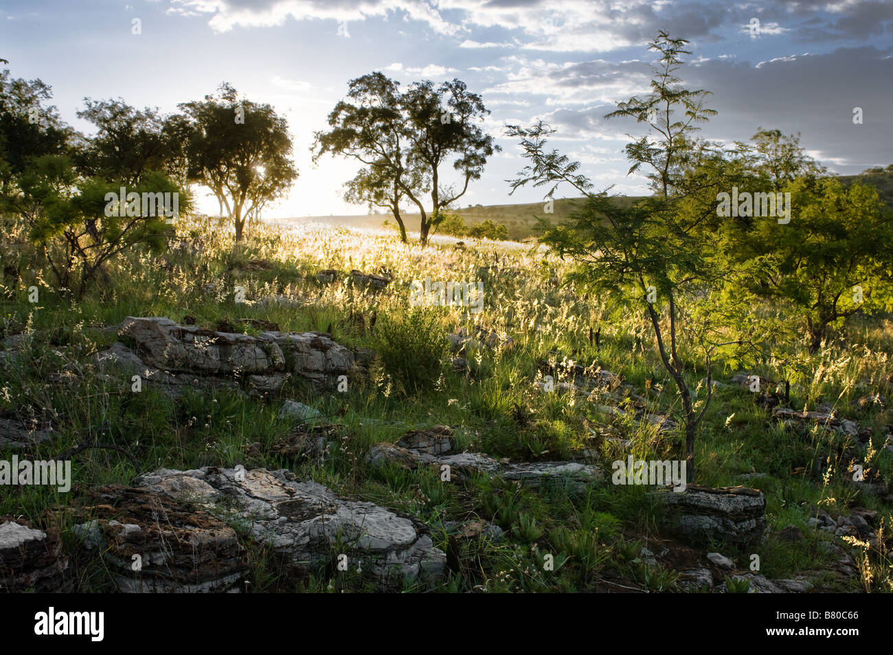 Late afternoon landscape near Hartebeestport Dam, Gauteng Province, South Africa Stock Photo