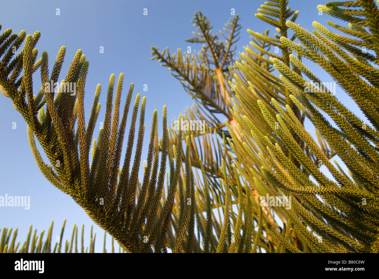 Exotic pine tree growing near Agia Napa, South Cyprus Stock Photo