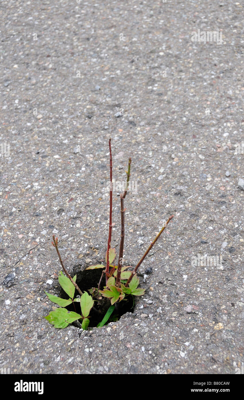 Plant growing through concrete ground Stock Photo - Alamy
