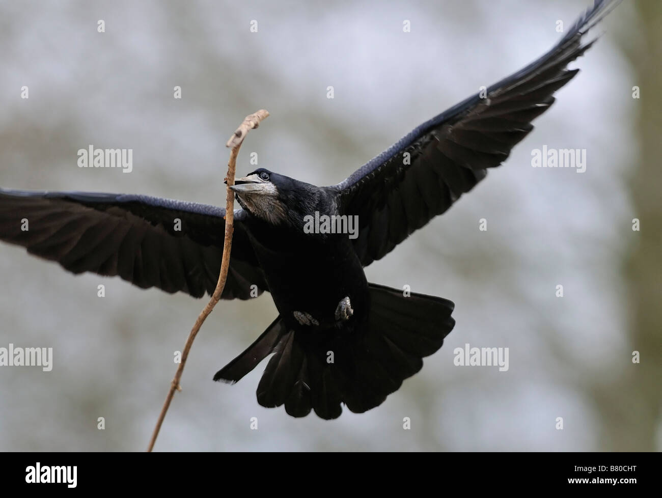 Rook in flight carrying stick for nest Corvus frugilegus Stock Photo
