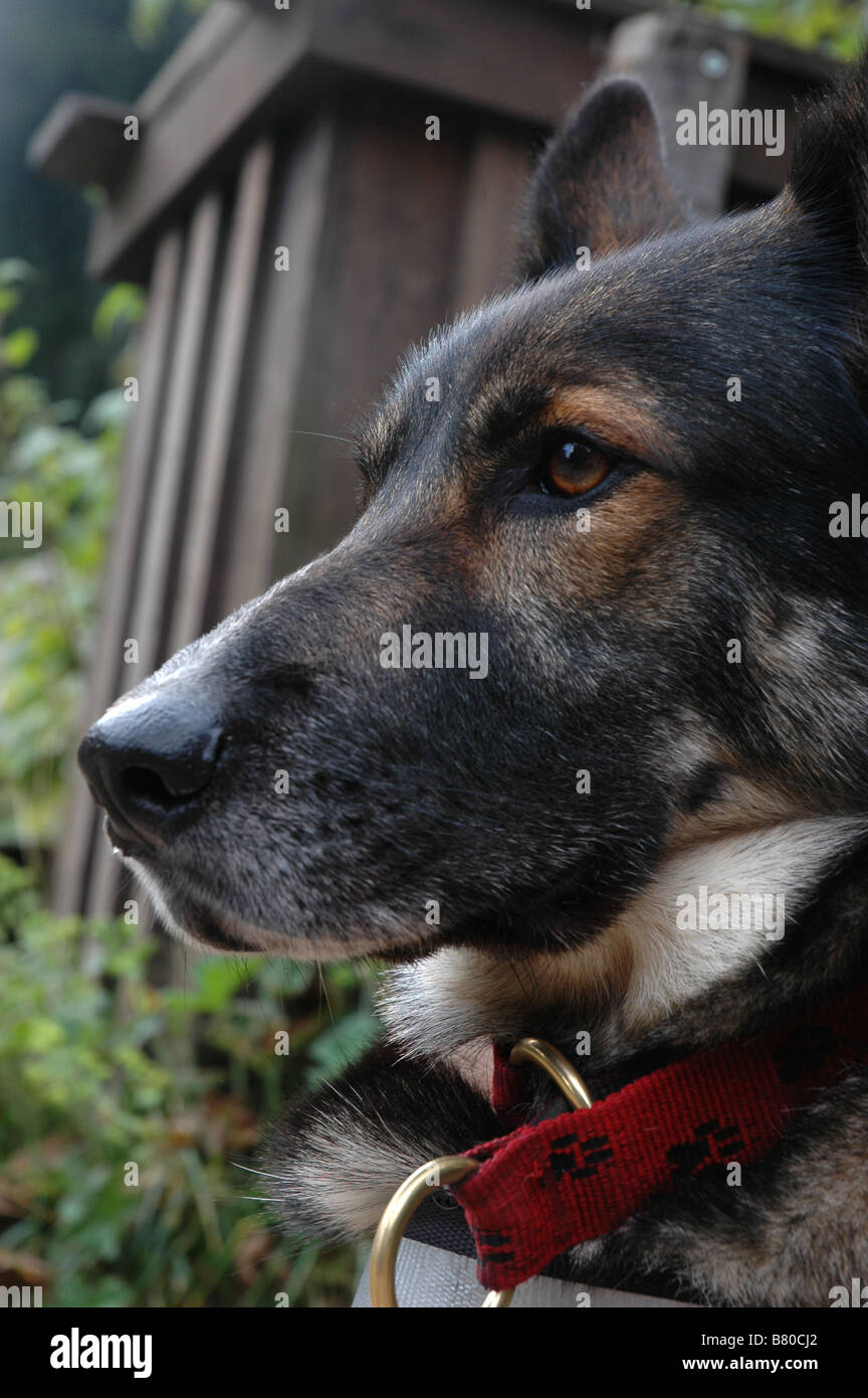 A German Shepherd Dog (Alsatian). Stock Photo