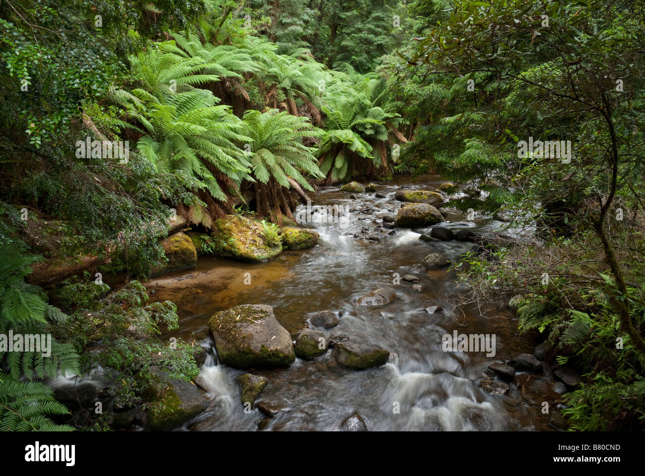 Taggerty River flowing through wet sclerophyll forest near Marysville Stock Photo