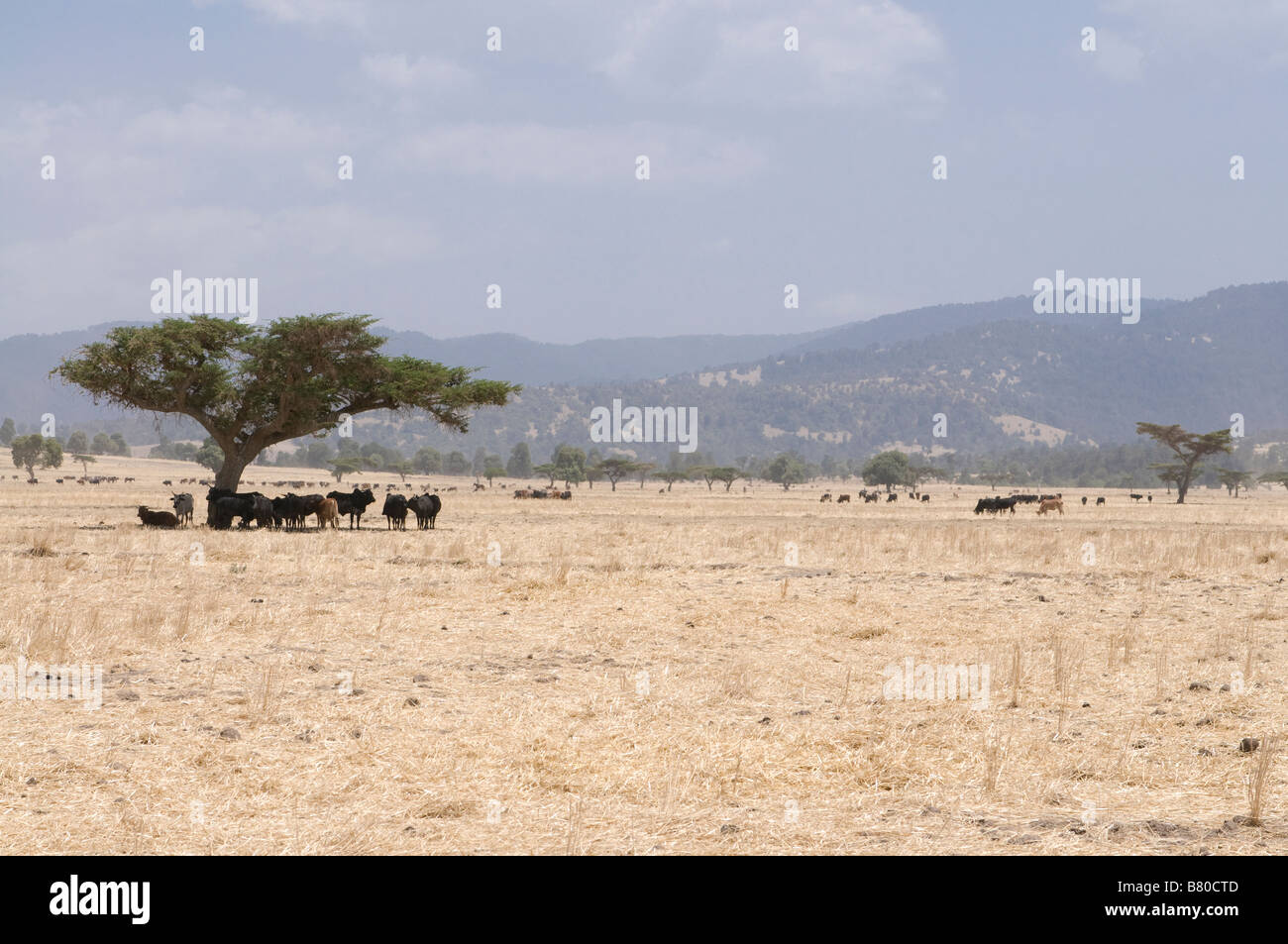 Dry savanah Bale mountains Ethiopia Africa Stock Photo