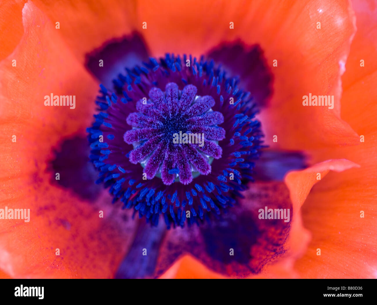 Close-up of the brightly colored heart of a corn poppy (aka field poppy) Stock Photo