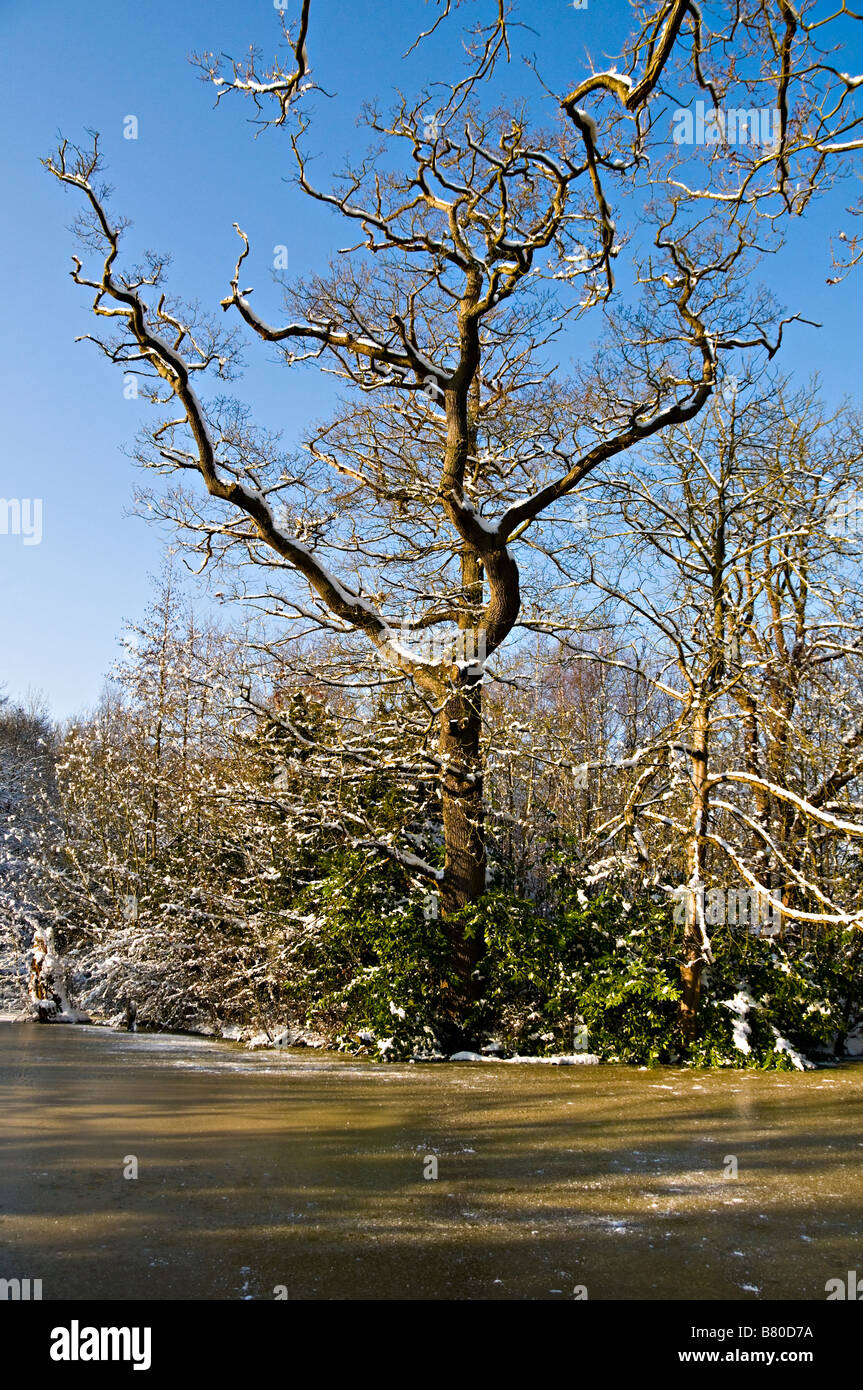 Frozen lake trees covered snow hi-res stock photography and images - Alamy