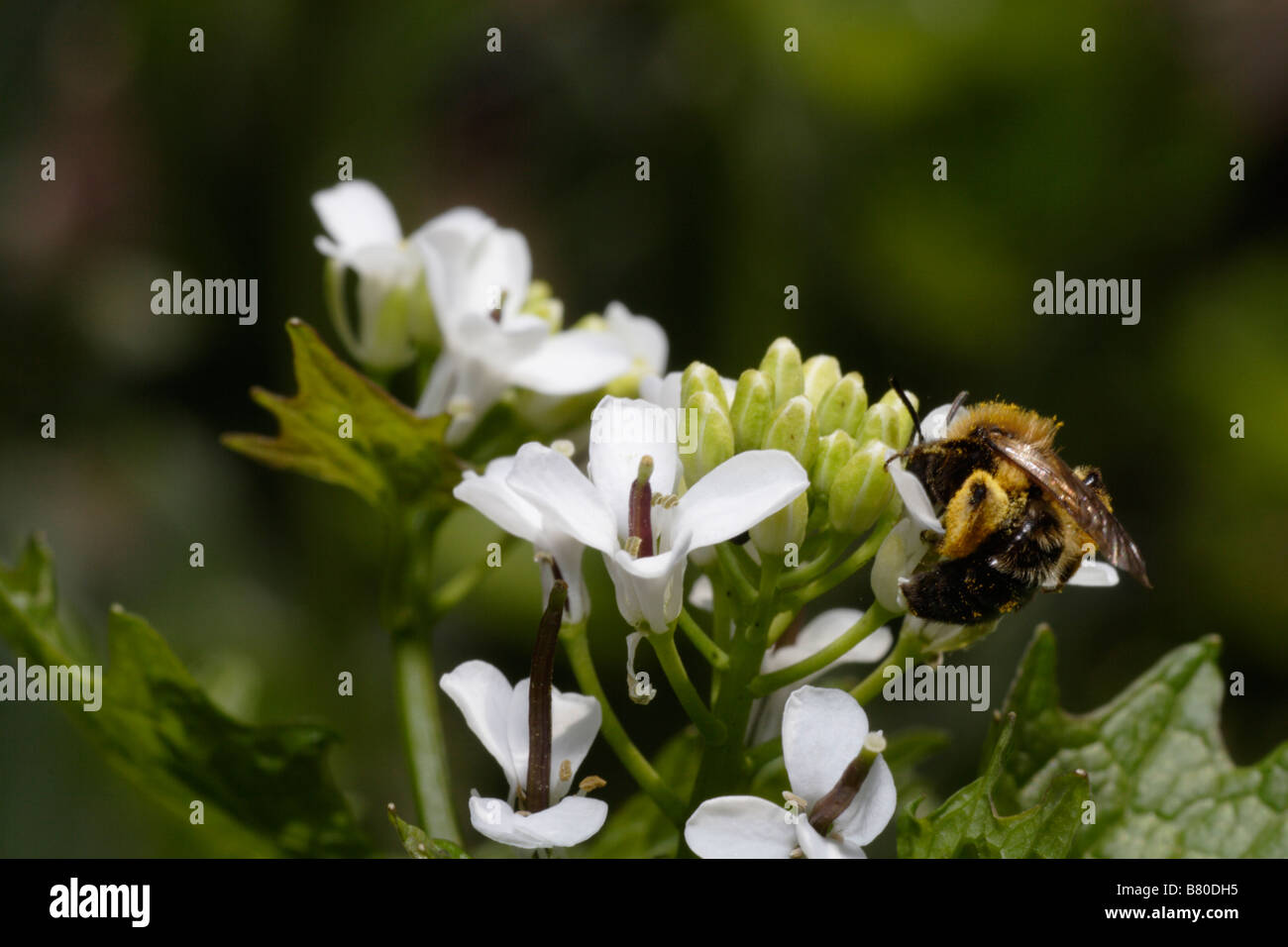 Dasypoda hirtipes, a wild or solitary bee Stock Photo