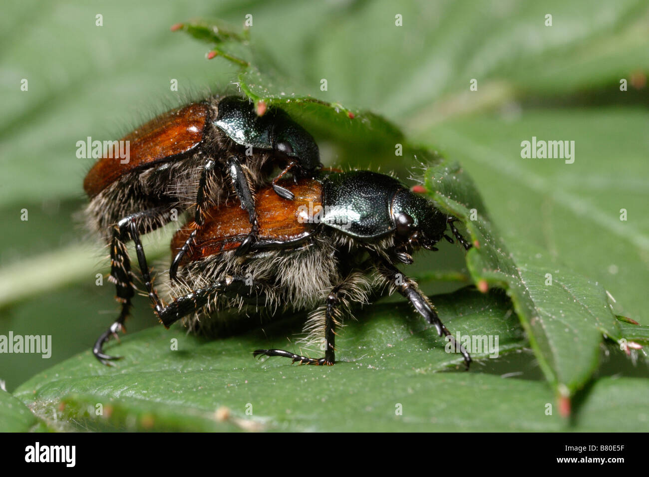 Two june bugs mating (Phyllopertha horticola Stock Photo Alamy