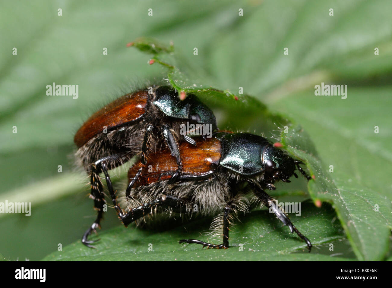 Two june bugs mating (Phyllopertha horticola Stock Photo Alamy