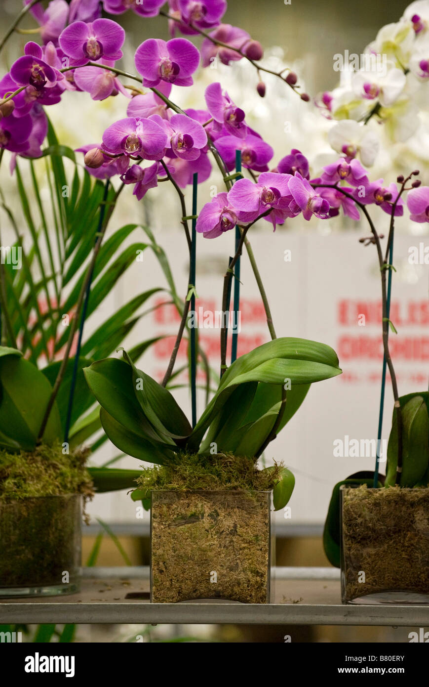 Planted Orchids at New Covent Garden Flower Market London UK Stock Photo