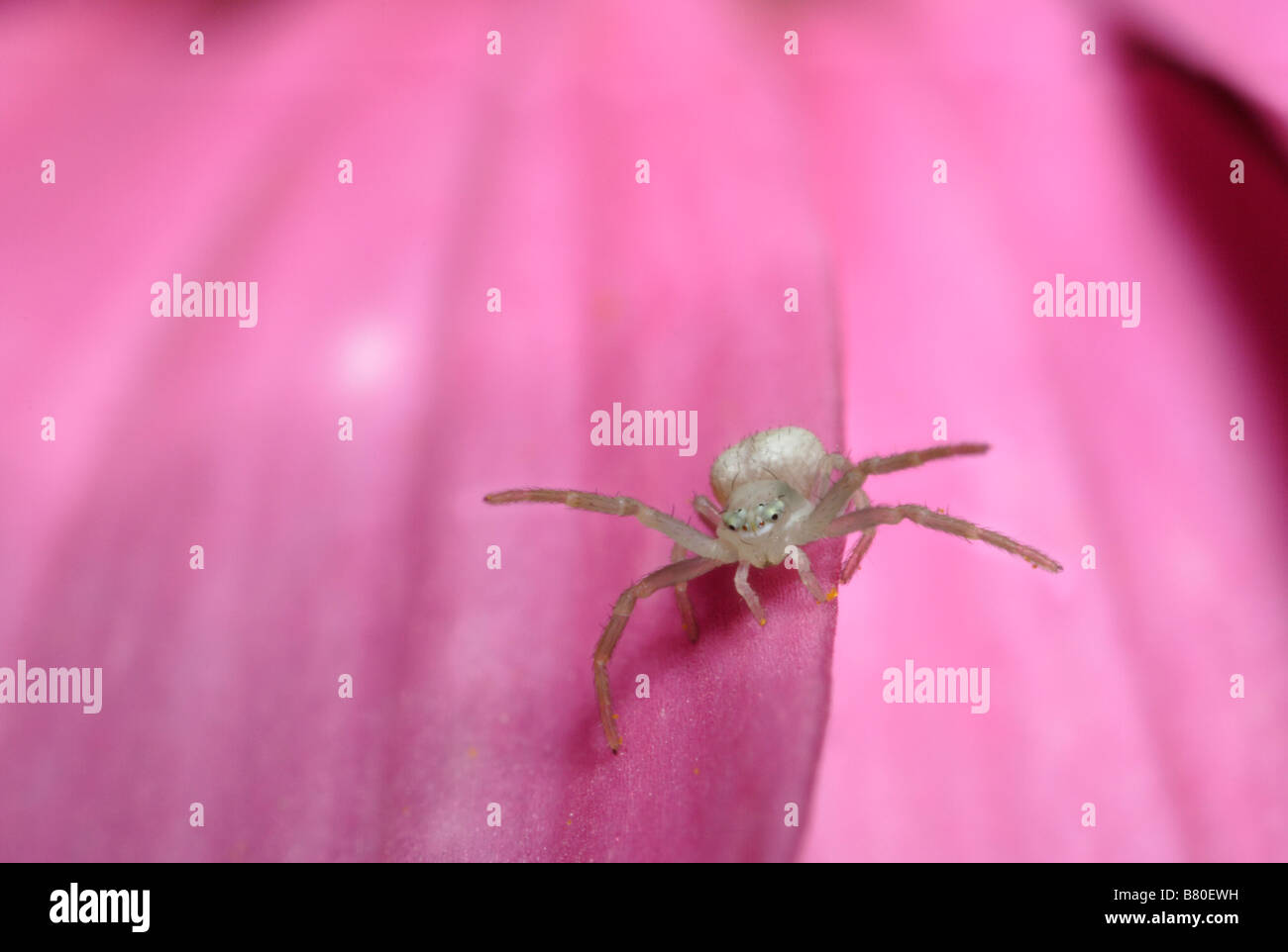 Juvenile crab spider on a pink rose campion (Misumena vatia Stock Photo